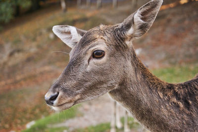 Close-up of deer