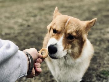 Cropped hand of person feeding dog