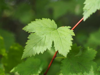 Close-up of green leaves