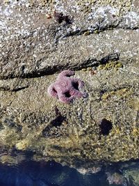 Close-up of starfish on beach