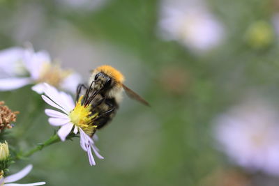 Close-up of bee on yellow flower