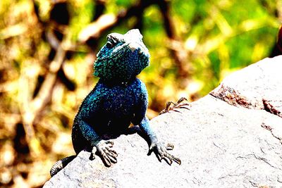 Close-up of a bird on rock