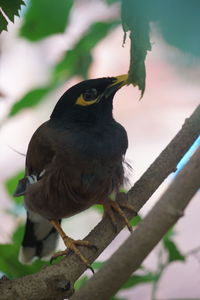 Close-up of bird perching on branch