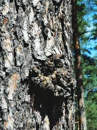 Full frame shot of tree trunk