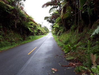 Empty road along trees