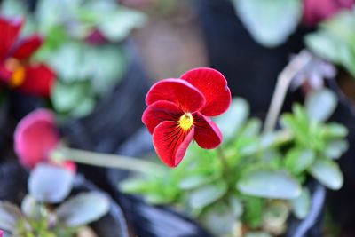 Close-up of red flower blooming outdoors