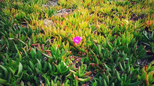 Flowers growing in field