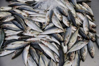 High angle view of fish for sale in market