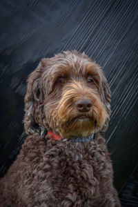 Close-up portrait of dog