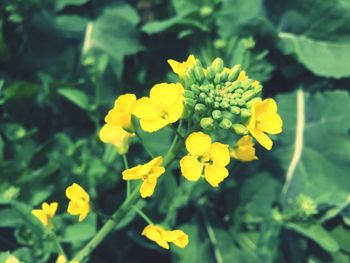 Close-up of yellow flowers blooming outdoors