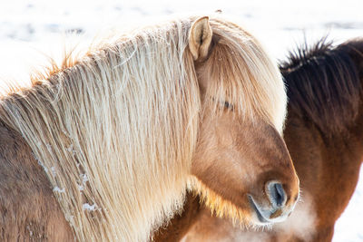 Icelandic ponies in fresh snow