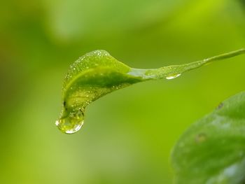 Close-up of water drops on leaf
