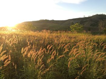 Scenic view of wheat field against sky