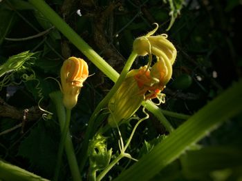 Close-up of yellow flowers