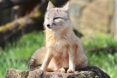 Close-up of fox on field