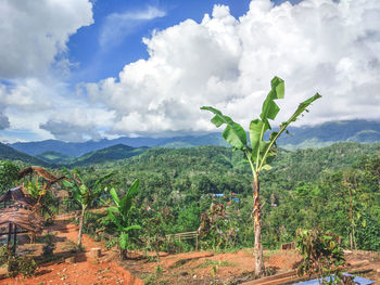 Scenic view of agricultural field against sky