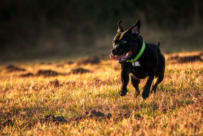 Dog on field