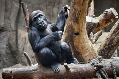 Monkey sitting on wooden log in zoo