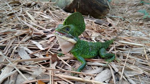 High angle view of lizard