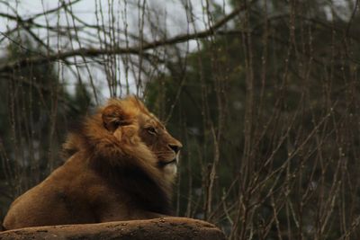 King of the forest, royalty 