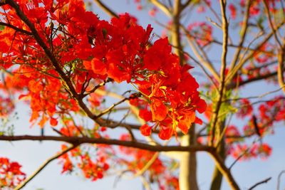 Low angle view of red maple leaves on tree