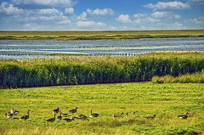 Scenic view of grassy field