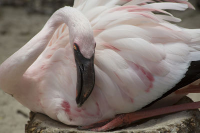 Close-up of white swan