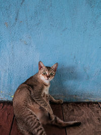 Portrait of cat sitting on blue wall
