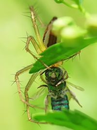 Close-up of spider