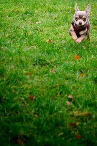 Dog on field