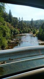 View of trees by river