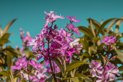 Close-up of pink flowering plant