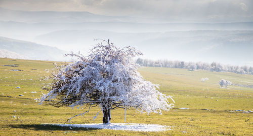 Tree on field against sky