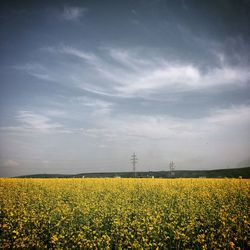 Scenic view of oilseed rape field against sky