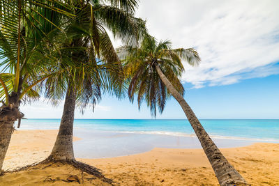 Palm trees on beach against sky