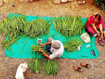 High angle view of men on grass