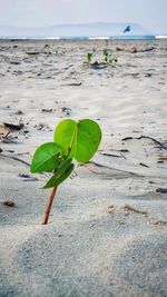 Close-up of plant growing on beach against sky