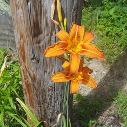 Close-up of day lily blooming outdoors