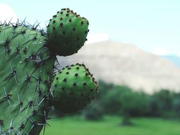 Close-up of prickly pear cactus