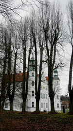 Bare trees on field in forest