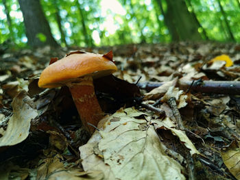 Close-up of mushroom growing on field