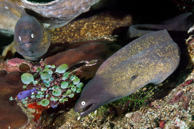 High angle view of fish in sea