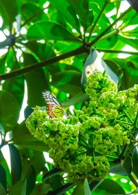 Close-up of insect perching on plant