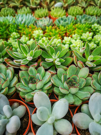 Full frame shot of succulent plants