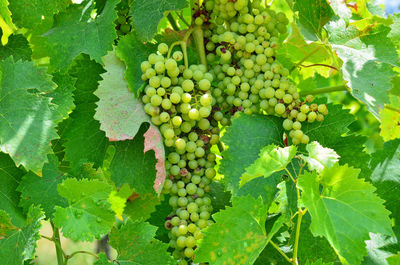 Close-up of grapes growing in vineyard