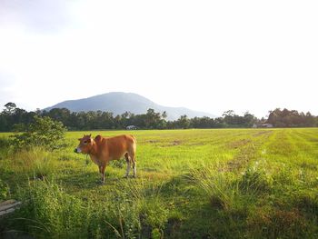 Horses in a field