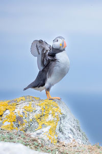 Puffin stretching wings