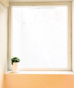 Close-up of potted plant against white wall at home