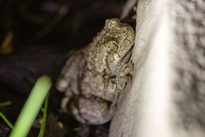 Close-up of frog on wood