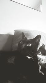 domestic cat